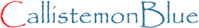 Callistemon Blue